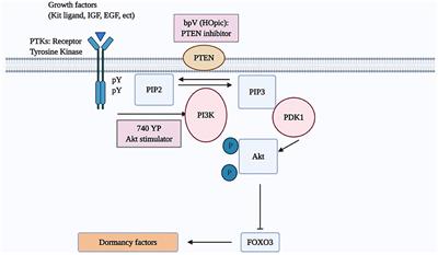 Ovarian Fragmentation and AKT Stimulation for Expansion of Fertile Lifespan